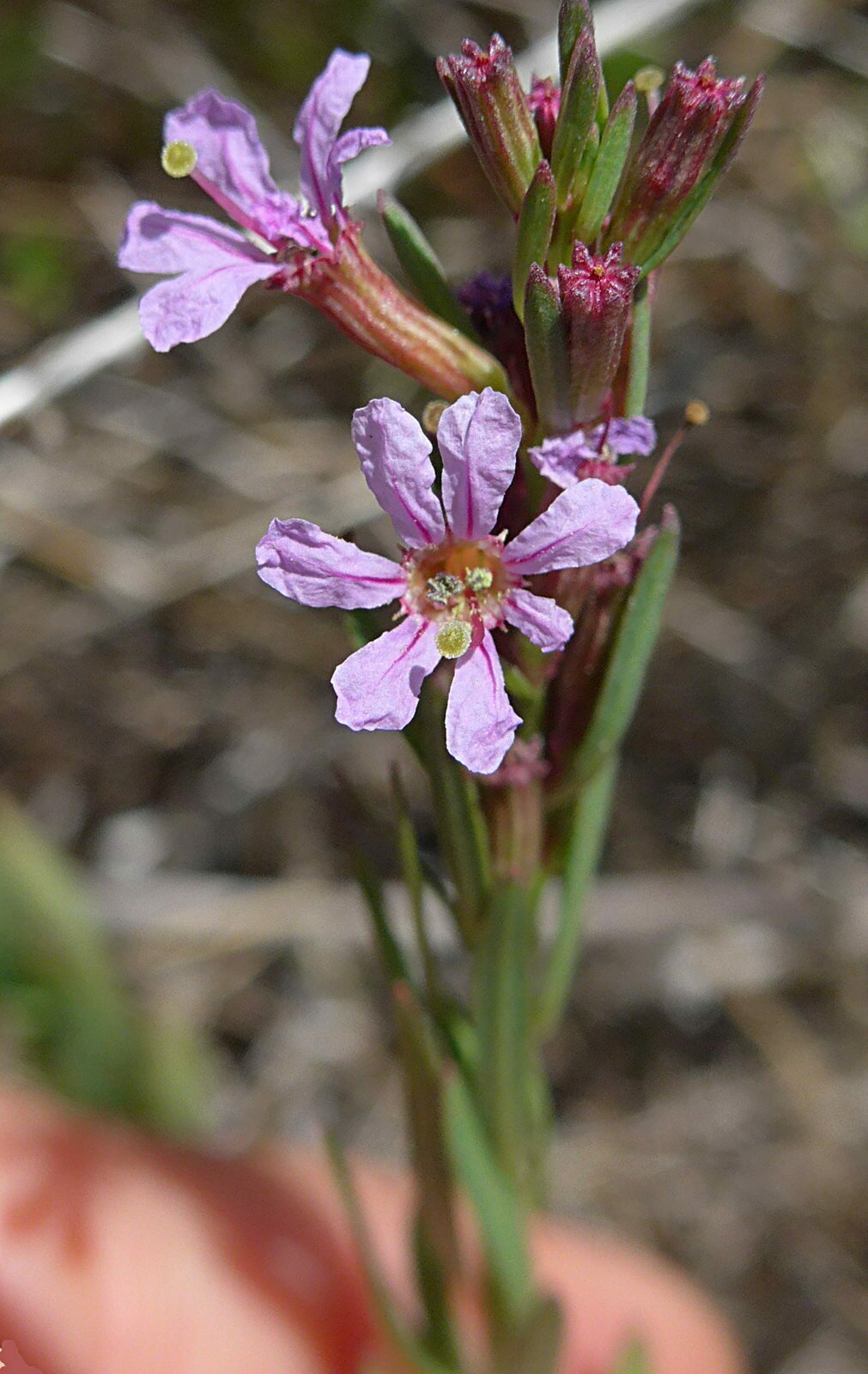 High Resolution Lythrum californicum Flower